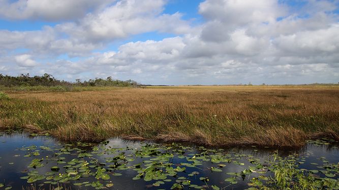 Vista parcial de los humedales Everglades, Florida.