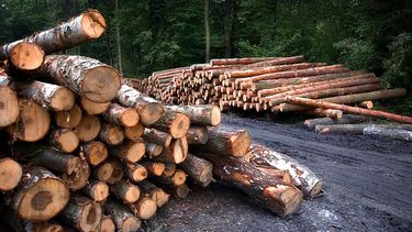 Empresa de EEUU condenada por importar madera de forma ilegal&nbsp;