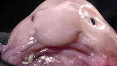 Pez borrón, de aspecto gelatinoso, deforme se ganó ese título, por votación popular. (Festival de Ciencia de Newcastle)