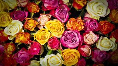 Rosas de todos los colores