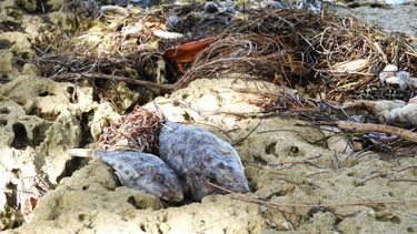 Peces muertos en Biscayne Bay en agosto 2020.&nbsp;