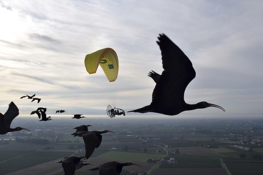 Esta foto proporcionada por el Waldrappteam Conservation & Research muestra la migración del ibis calvo septentrional, o el Waldrapp, apoyada por humanos que actúan como padres adoptivos de estas aves y que, a bordo de una avioneta ultraligera, les alientan a través de un megáfono mientras vuelan desde Seekirchen am Wallersee, en Austria, hasta Oasi Laguna di Orbetello, en Italia, durante agosto y septiembre de 2022.&nbsp;