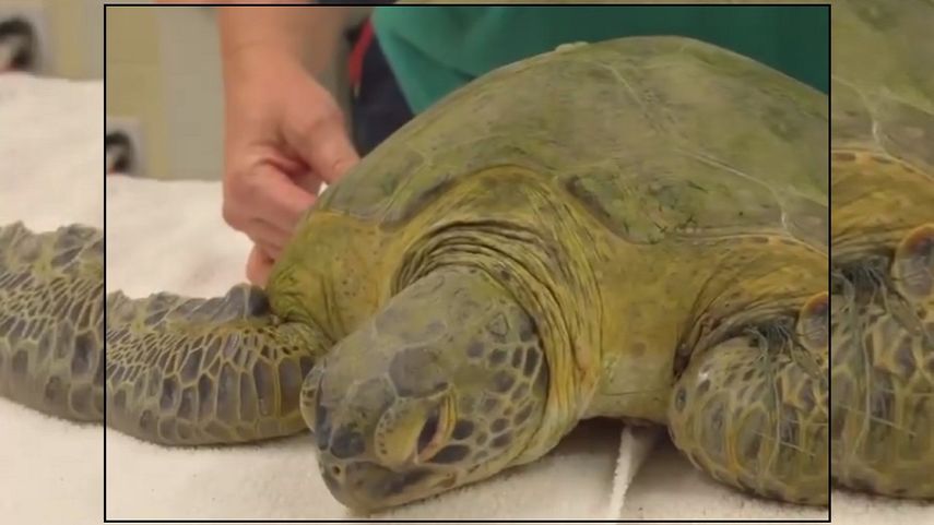 Imagen de la tortuga Flinn tomada de un video publicado en Twitter por&nbsp;@BrevardZoo, la cuenta del&nbsp;Centro de Curaci&oacute;n de Tortugas Marinas del Zool&oacute;gico de Brevard, en la costa este central de Florida.