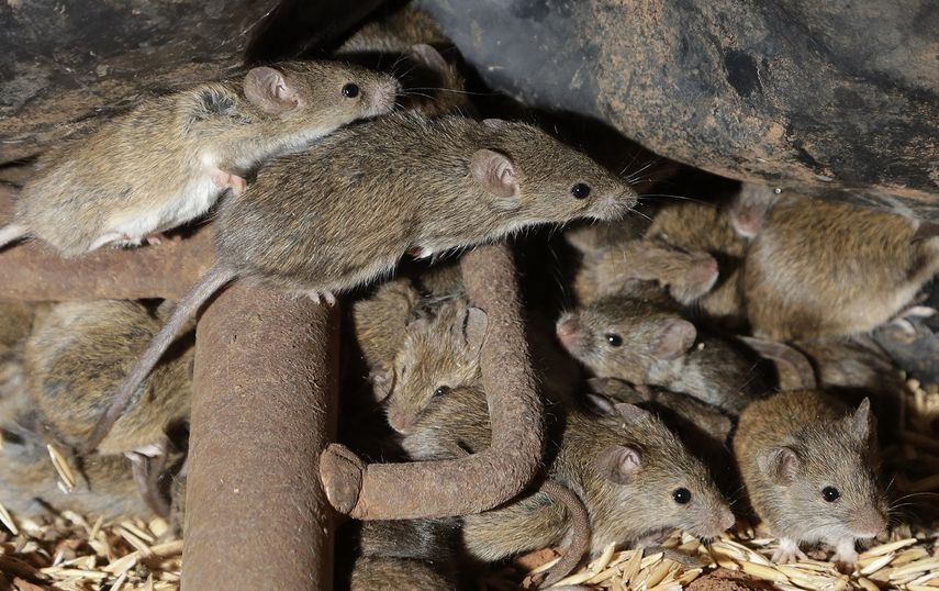 Varios ratones se escabullen el 19 de mayo de 2021 entre el grano almacenado en una granja cerca de Tottenham, Australia.&nbsp;