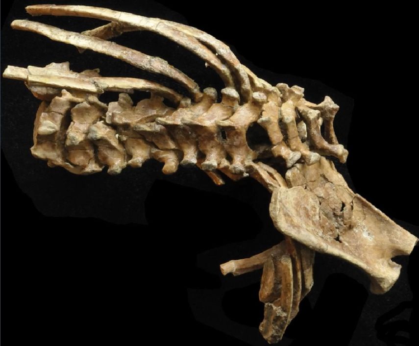El fósil de Selam presentaba un estado de conservación sin precedentes, especialmente para un individuo joven que aún no tiene sus vértebras totalmente fusionadas.