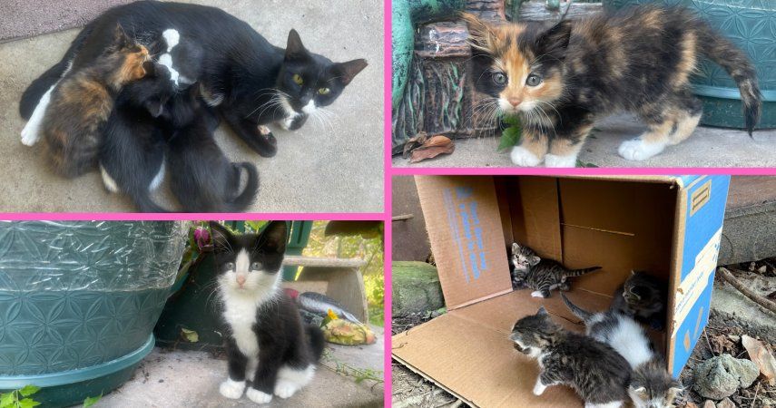 Camadas de gatitos.&nbsp;