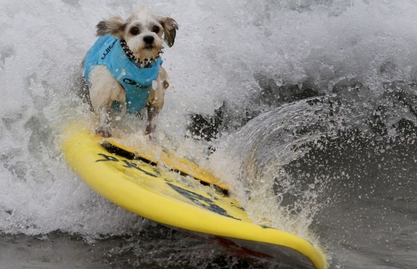 Cachorros de todo el mundo dominaron las olas en la playa de Huntington Beach, California.