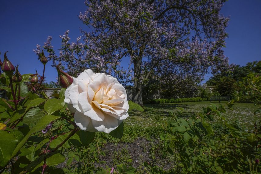 Una rosa de Bulgaria es fotografiada en el Jardín del Perfumero del Castillo de Versalles, el jueves 25 de mayo de 2023, al oeste de París.