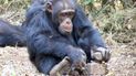 Cultura de los chimpancés es más humana de lo esperado
