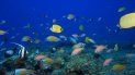 Foto del 6 de septiembre de 2017 provista por la Oficina Nacional de Administración Oceánica y Atmosférica de Estados Unidos donde se ven peces en el atolón Pearl y Hermes en Hawai. Foto del 6 de septiembre de 2017 provista por la Oficina Nacional de Administración Oceánica y Atmosférica de Estados Unidos donde se ven peces en el atolón Pearl y Hermes en Hawai.
