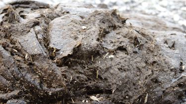 El excremento de vaca protege de las radiaciones, asegura un juez