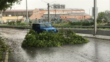 Fuertes ráfagas tumban grandes ramas en San Juan.