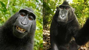 El libro Wildlife Personalities, que tiene en su portada una de las autofotos de Naruto, indica que las imágenes son propiedad de Slater y de su empresa. (ARCHIVO)
