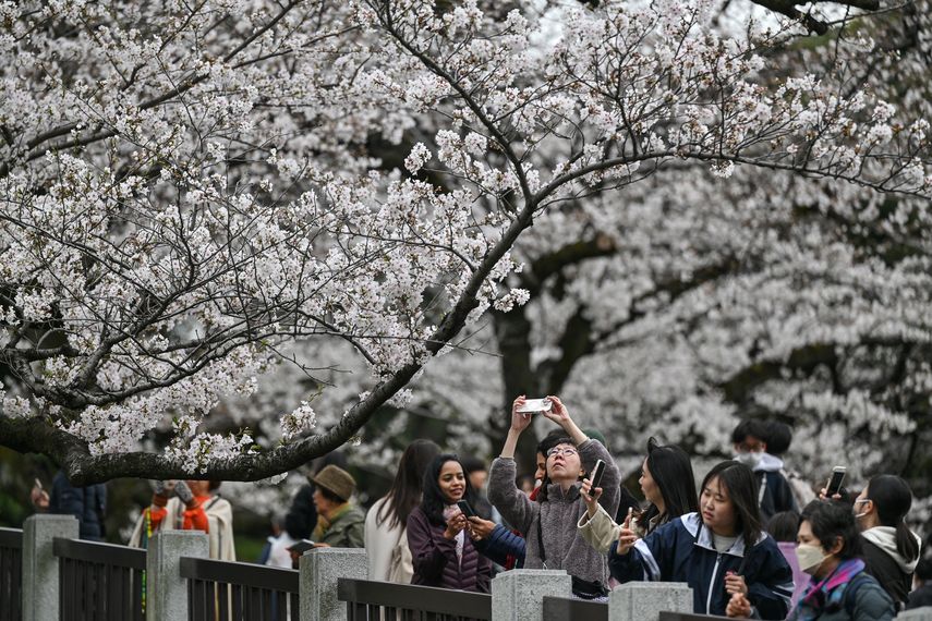 La gente toma fotografías de los cerezos en flor en el Parque Kudanzaka mientras comienza la temporada de observación de las flores en el centro de Tokio el 31 de marzo de 2025.