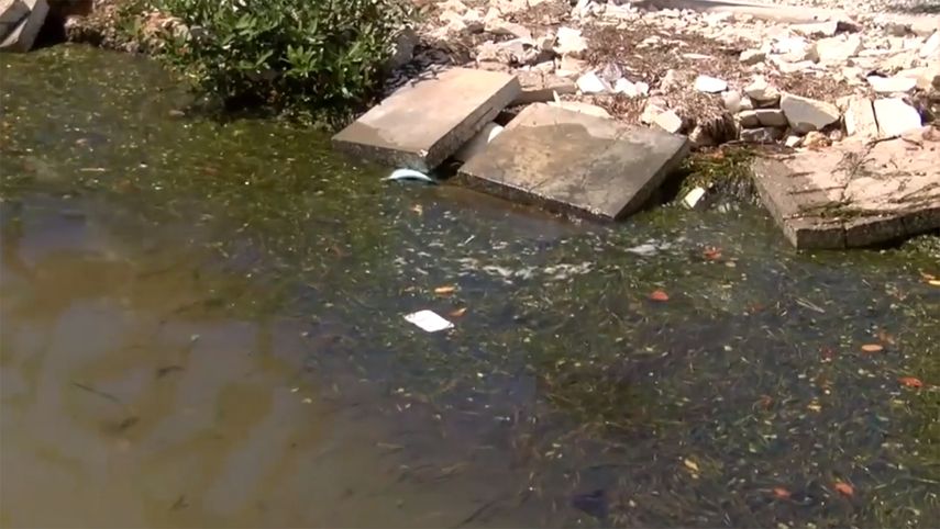 Las algas se depositan a lo largo de la costa y luegares intricados que desembocarn en el mar.