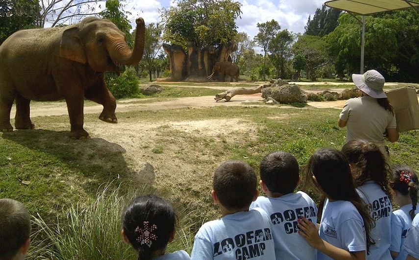Los campistas de Zoofari exploran el zoológico. (CORTESÍA). 