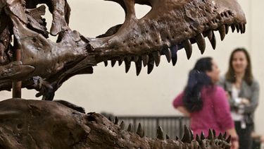 El hallazgo fue realizado por un trabajador rural en el paraje El Sombrero, unos 260 kilómetros al oeste de la ciudad argentina de Trelew. Foto: AP