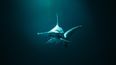 Tiburones se orientan con los campos magnéticos de la Tierra