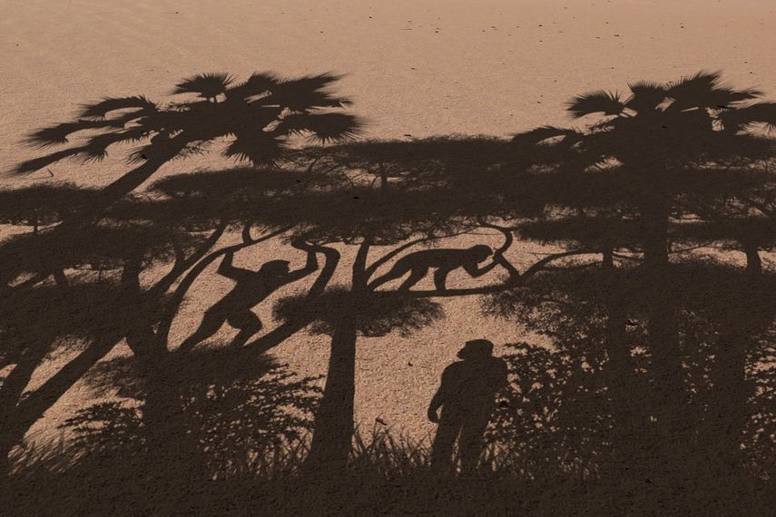 Esta ilustración, distribuida por la Universidad de Poitiers en agosto de 2022 muestra diferentes formas de movimiento practicadas por el Sahelanthropus tchadensis.&nbsp;