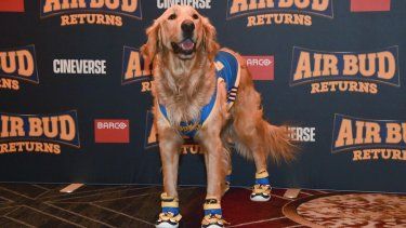 Roscoe, interpretando al perro Buddy, promociona “Air Bud Returns” durante la CinemaCon en el Caesars Palace de Las Vegas, Nevada, el 14 de abril de 2026.