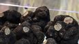 Las trufas negras se exhiben en un stand de la Feria Internacional de la Trufa (FITRUF) celebrada en Sarrion, en la provincia oriental de Teruel, España, el 10 de diciembre de 2023.&nbsp; &nbsp;