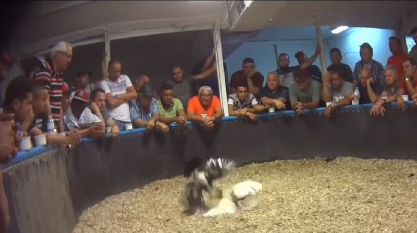 La Misión de Recuperación Animal denunció al rancho El Triángulo por trato injusto a las aves