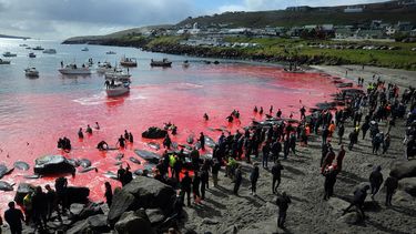 La gente se reúne frente al mar, de color rojo, durante una caza de ballenas piloto en Torshavn, Islas Feroe, el 29 de mayo de 2019. 