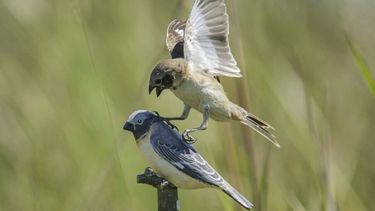 Un pájaro en extinción descubierto hace unos años en América del Sur, el capuchino Iberá, siguió un camino evolutivo muy raro para existir