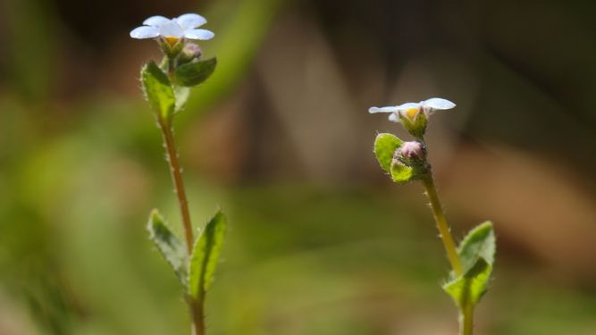 Primer plano de la especie vegetal Nomevés, redescubierta en Sevilla tras 42 años dada por extinguida.