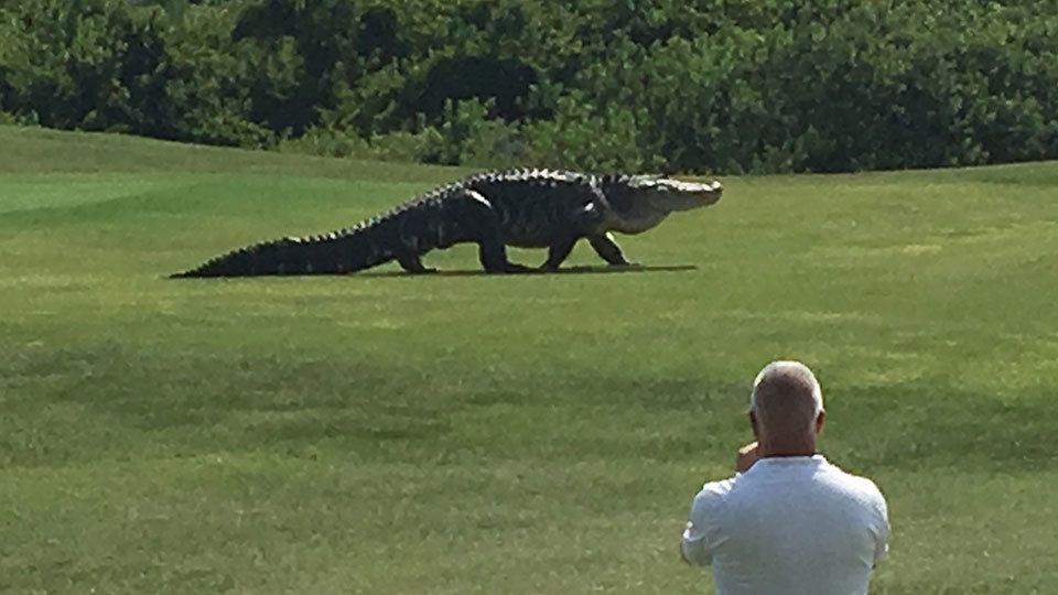 Un cocodrilo gigante causa revuelo en un campo de golf en Palmetto