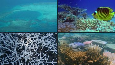 Según una agencia estadounidense, el evento global de blanqueamiento de corales que comenzó el año pasado ha crecido rápidamente hasta convertirse en el mayor jamás registrado, y el área de arrecifes impactada continúa creciendo.