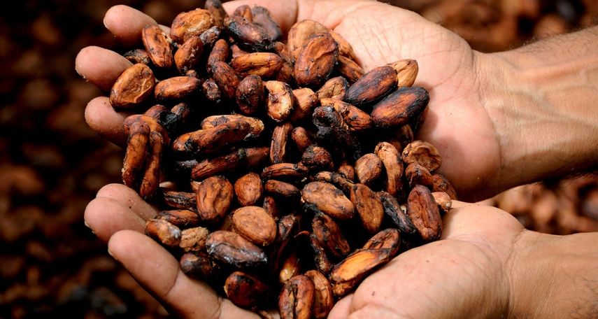 Semillas de cacao