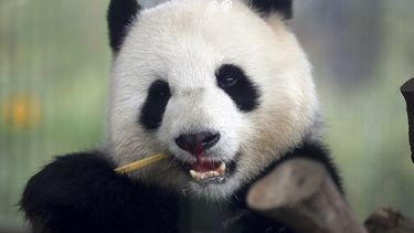 Fotografía de archivo del viernes 5 de abril de 2019 tomada a través de un vidrio de la panda Meng Meng comiendo bambú en su recinto en el zoológico de Berlín, Alemania.&nbsp; 