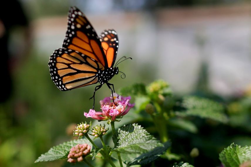 Mariposa monarca fotografiada en Vista, California, el 19 de agosto del 2015. El nivel de las mariposas alcanzó niveles inusitadamente bajos en California, al punto de que corre serio peligro de extinción en el oeste de EEUU, según los científicos.&nbsp;