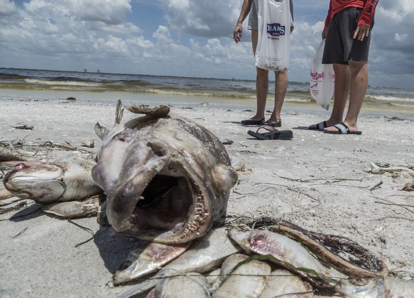 &nbsp; La marea roja que afecta la costa suroeste de Florida arrasa miles de peces muertos hasta playas como la de Sanibel, frente a Cape Coral. &nbsp;
