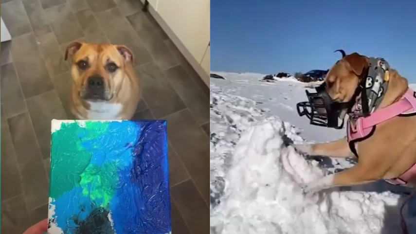 Perra con cáncer terminal disfruta de sus últimas aventuras&nbsp;