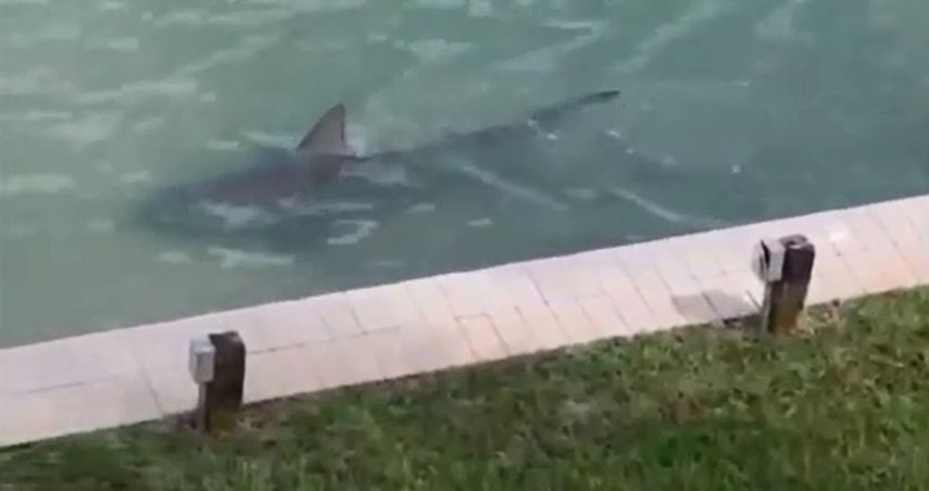 En el video, se puede ver al peligroso animal nadar cerca a las residencias del área. (Captura de video)