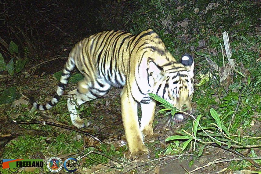 En esta imagen tomada por una cámara automática, un tigre de tres patas pasa por la selva el 6 de febrero de 2022 en el Parque Nacional de Khao Laem en Kanchanaburi, en el oeste de Tailandia.&nbsp;