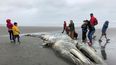 Maestros y estudiantes de la Escuela Montessori del Noroeste en Seattle examinan el cadáver de una ballena gris después de que el mar lo arrojara a la costa de la Península Olímpica, en el Parque Nacional Olímpico, en Washington.