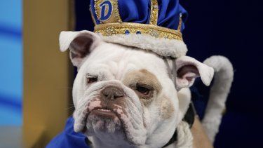 Patch, la bulldog de Jennifer Hinton y oriunda de Fort Dodge, Iowa, sentada en el trono tras haber sido declarada ganadora del concurso de bulldogs de la Universidad de Drake, el lunes 24 de abril de 2023, en Des Moines, Iowa.&nbsp;