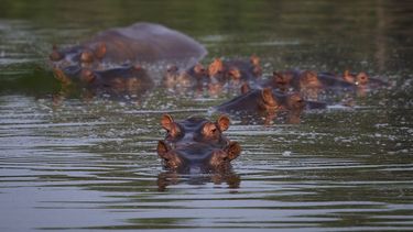 Hipop&oacute;tamos ba&ntilde;&aacute;ndose en un lago del Parque Tam&aacute;tico Hacienda N&aacute;poles en Puerto Triunfo, Colombia, el 12 de febrero del 2020.&nbsp;