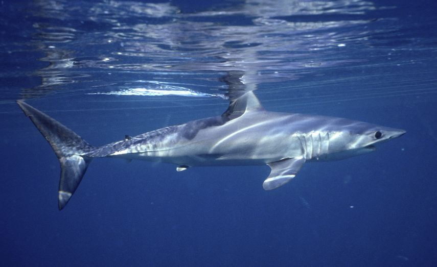 Foto de un tiburón mako nadando en las costas de Massachusetts, en 2001.&nbsp;