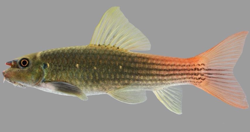 El pez garra de cola roja tiene escamas de color verde oliva y piel de jilguero que cambian abruptamente a naranja brillante y rojo a lo largo de la cola, lo que los hace fáciles de detectar en el fondo de arroyos claros. 