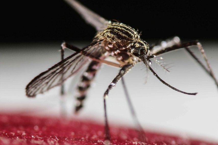 El dengue es una enfermedad vírica que es transmitida por el mosquito Aedes aegypti.