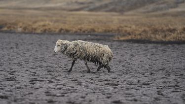 Una oveja demacrada camina sobre el lecho seco de la laguna de Cconchaccota en la región Apurimac de Perú, el viernes 25 de noviembre de 2022. 