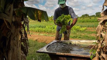 Un hombre lava una lechuga cultivada en los&nbsp; terrenos de su casa en Bahía Honda, en la occidental provincia de Artemisa, en medio de la crisis de alimentos acrecentada por la pandemia de COVID-19, en junio de 2020.