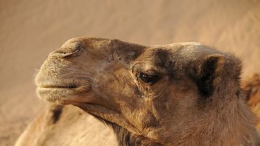 Excluyen a camellos de un concurso de belleza por tener bótox inyectado