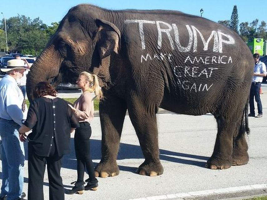 A un costado del animal, que es el símbolo del partido republicano, escrito en pintura blanca, se leía el mensaje de la campaña de Trump: Hacer Estados Unidos grandioso de nuevo