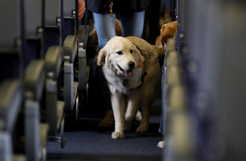 Fotografía de archivo del 1 de abril de 2017, un perro de servicio camina por el pasillo de un avión de United Airlines durante un ejercicio de entrenamiento en el Aeropuerto Internacional Newark Liberty, en Nueva Jersey. El Departamento de Transporte emitió una regla final el miércoles 2 diciembre sobre los animales de servicio. Dice que sólo los perros pueden calificar y que deben estar entrenados especialmente para ayudar a una persona con discapacidad. Durante años, algunos viajeros han llevado a bordo perros no entrenados y todo tipo de otros animales, alegando que necesitan al animal como apoyo emocional.&nbsp;