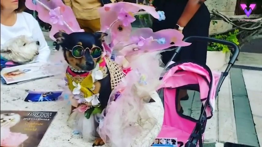En el video colgado en YouTube se ven las prendas costosas que conforman el armario de este perro que pasó de estar en las calles a tener una vida de lujos.&nbsp;